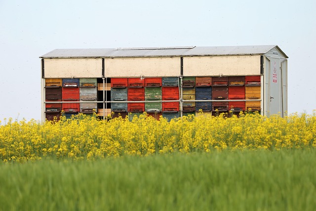 Honey Article