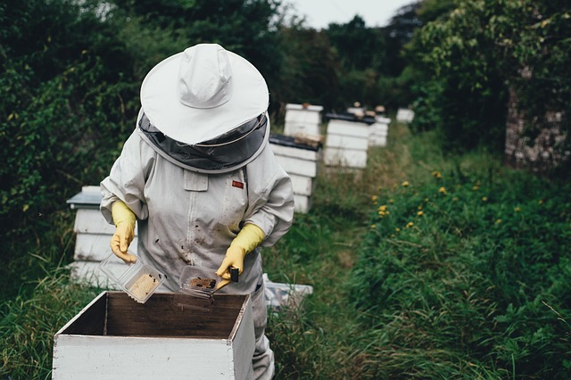 Honey Article