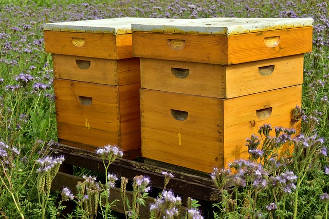 Honey Article
