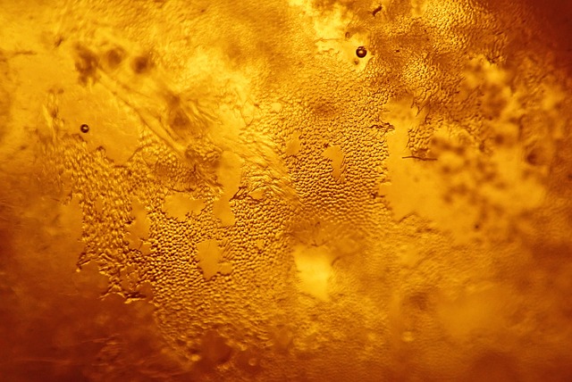 Honey Article
