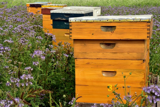 Honey Article